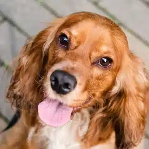 perrito
