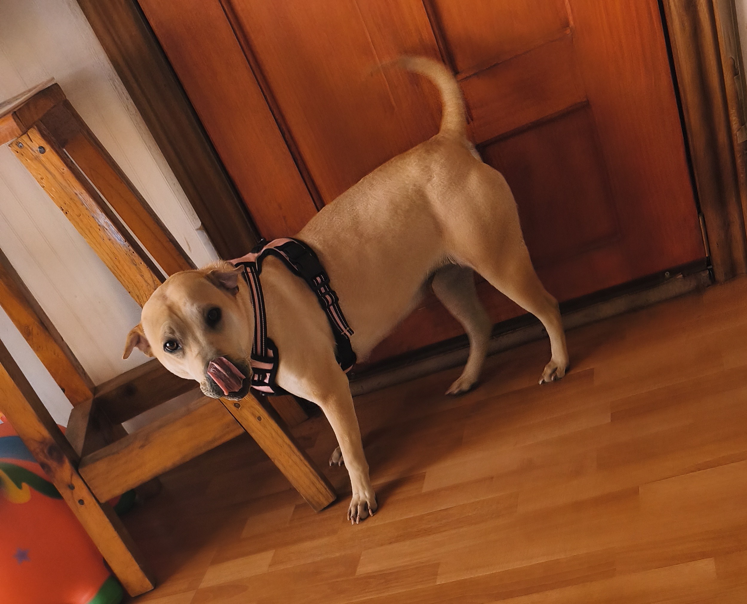 Arya en adopción